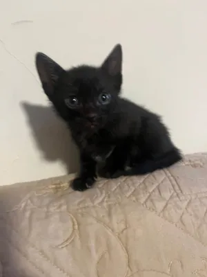 Gato raça SRD-ViraLata idade 2 a 6 meses nome Não tem nome ainda 
