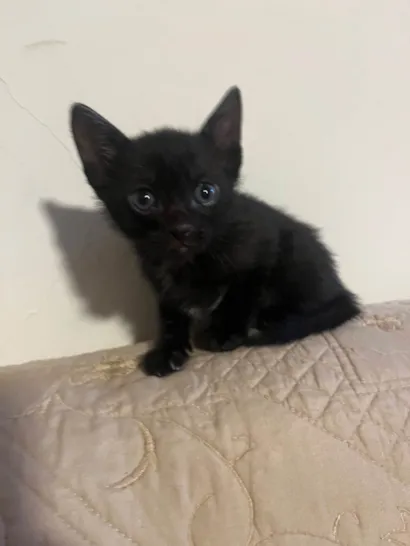 Gato raça SRD-ViraLata idade 2 a 6 meses nome Não tem nome ainda 