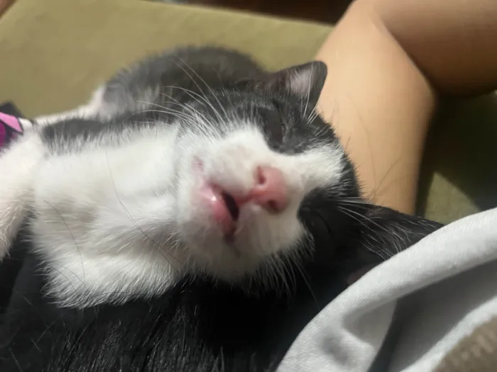 Gato ra a SRD-ViraLata idade 2 a 6 meses nome Não tem nome ainda 