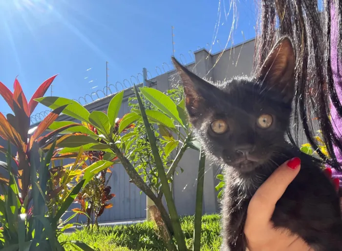 Gato ra a SRD-ViraLata idade 2 a 6 meses nome Não tem nome ainda 