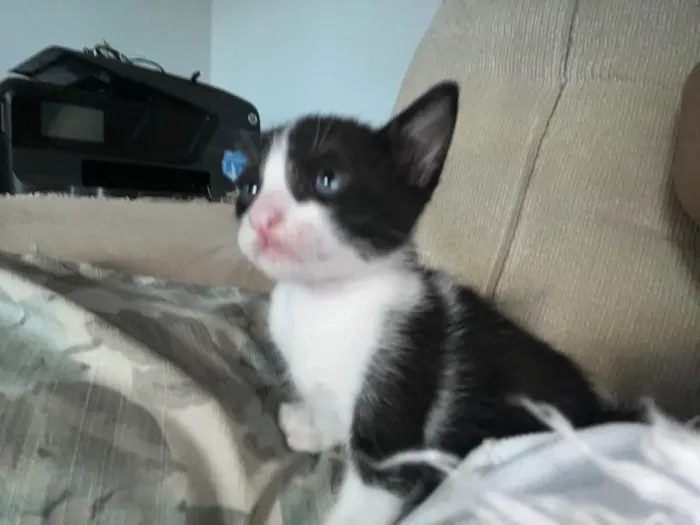 Gato ra a SRD-ViraLata idade 2 a 6 meses nome Não tem nome ainda 