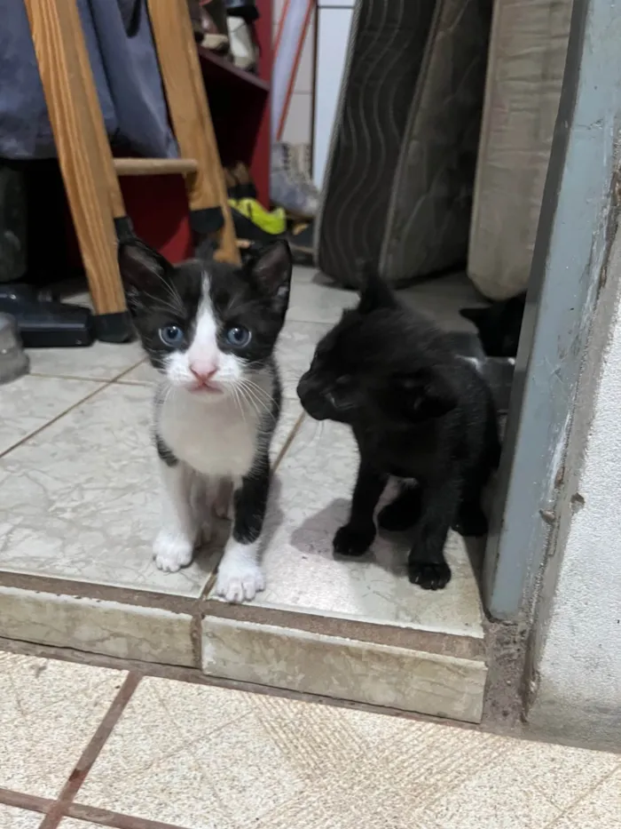 Gato ra a SRD-ViraLata idade 2 a 6 meses nome Não tem nome ainda 