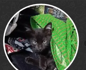 Gato raça SRD-ViraLata idade Abaixo de 2 meses nome Lorde