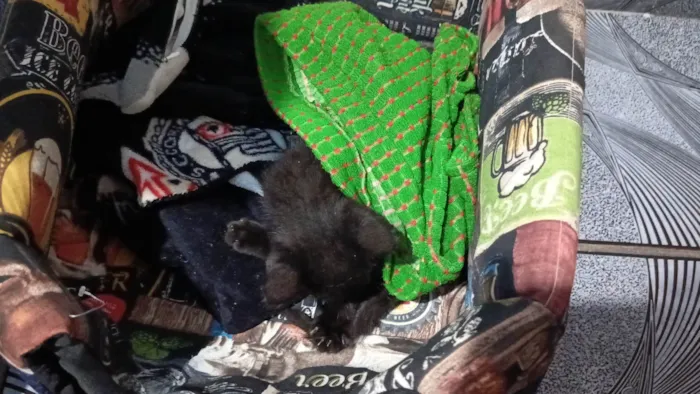 Gato ra a SRD-ViraLata idade Abaixo de 2 meses nome Lorde