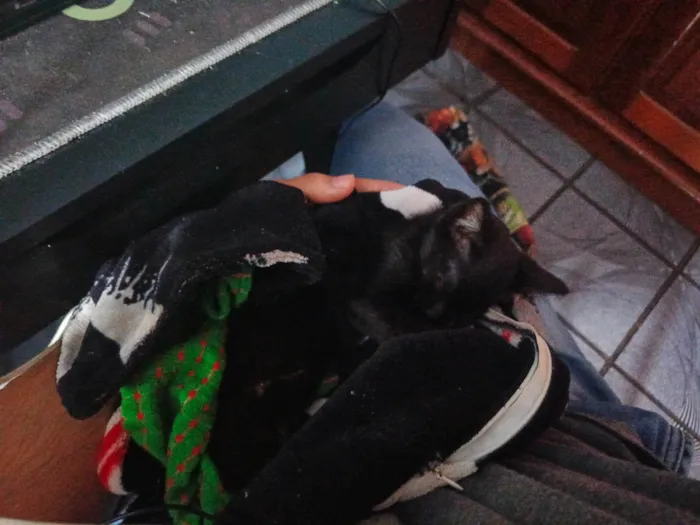Gato ra a SRD-ViraLata idade Abaixo de 2 meses nome Lorde