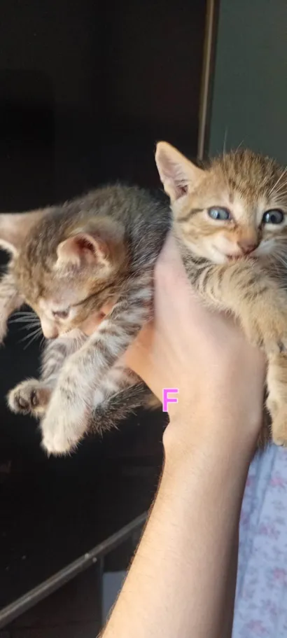 Gato raça SRD-ViraLata idade 2 a 6 meses nome Jujuba e lulu 