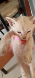 Vivi 