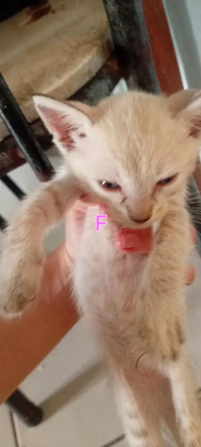 Gato raça Siamês idade 2 a 6 meses nome Vivi 