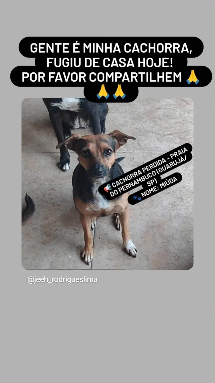 Cachorro ra a SRD-ViraLata idade 4 anos nome MIUDA