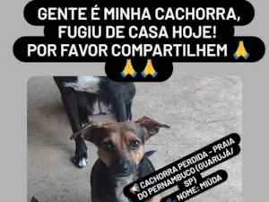 Cachorro raça SRD-ViraLata idade 4 anos nome MIUDA