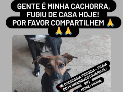 Cachorro raça SRD-ViraLata idade 4 anos nome MIUDA