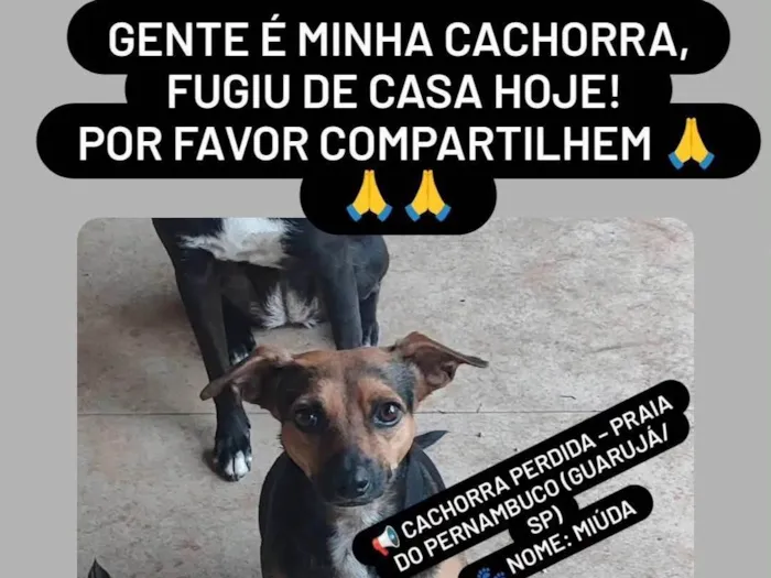 Cachorro ra a SRD-ViraLata idade 4 anos nome MIUDA