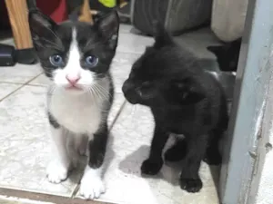 Gato raça SRD-ViraLata idade 2 a 6 meses nome Não tem nome ainda 