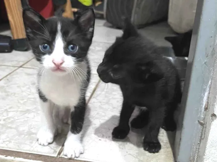Gato ra a SRD-ViraLata idade 2 a 6 meses nome Não tem nome ainda 