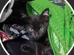 Gato raça SRD-ViraLata idade Abaixo de 2 meses nome Lorde