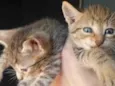 Jujuba e lulu 