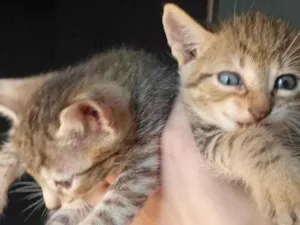 Gato raça SRD-ViraLata idade 2 a 6 meses nome Jujuba e lulu 