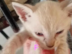 Gato raça Siamês idade 2 a 6 meses nome Vivi 