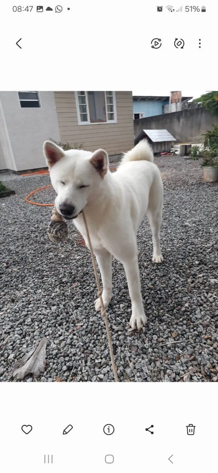 Cachorro ra a SRD-ViraLata idade 5 anos nome Gaia