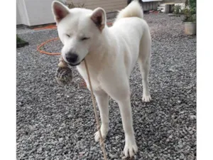 Cachorro raça SRD-ViraLata idade 5 anos nome Gaia