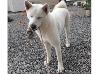 Cachorro raça SRD-ViraLata idade 5 anos nome Gaia
