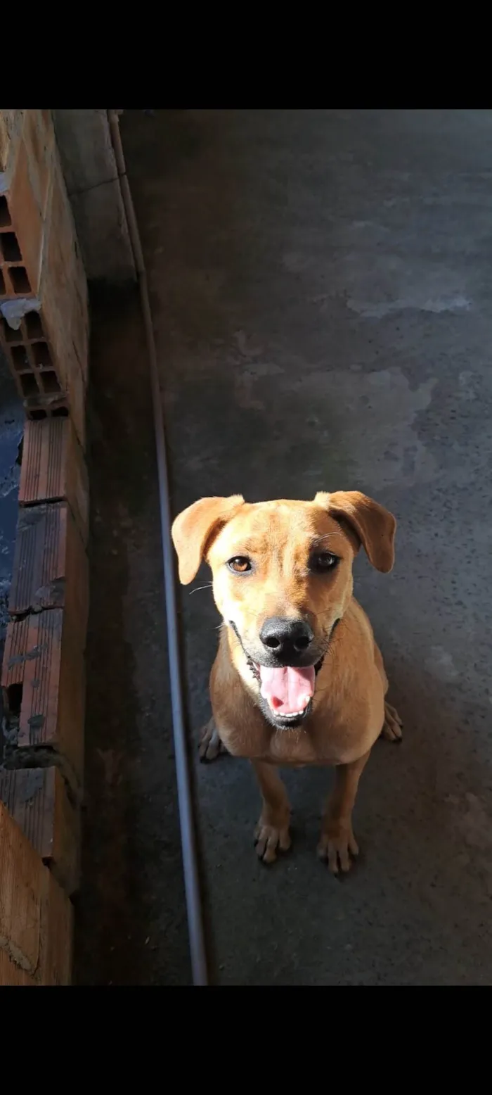 Cachorro ra a SRD-ViraLata idade 7 a 11 meses nome Alvim