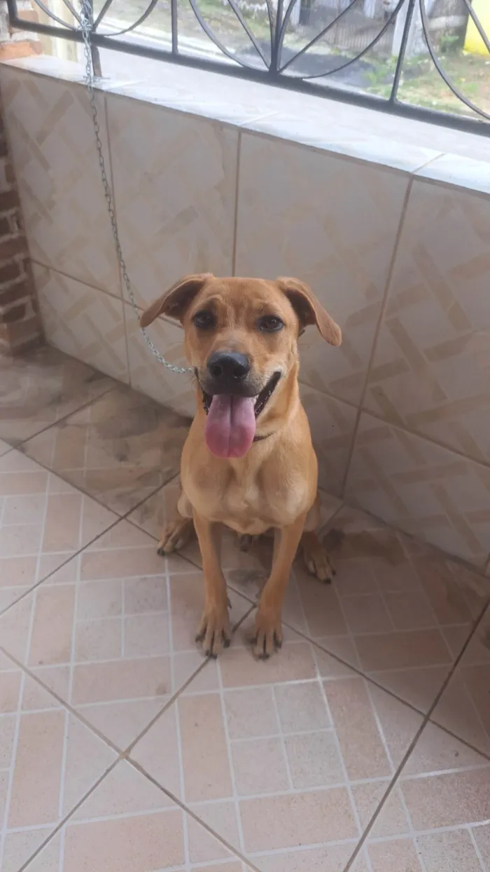 Cachorro ra a SRD-ViraLata idade 7 a 11 meses nome Alvim