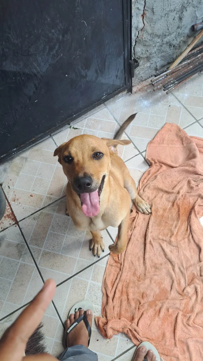 Cachorro ra a SRD-ViraLata idade 7 a 11 meses nome Alvim