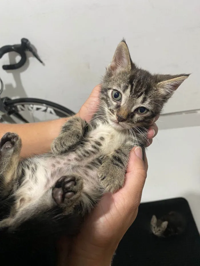 Gato ra a SRD-ViraLata idade Abaixo de 2 meses nome Sem nome 