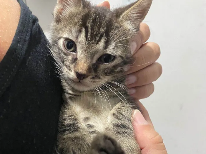 Gato ra a SRD-ViraLata idade Abaixo de 2 meses nome Sem nome 