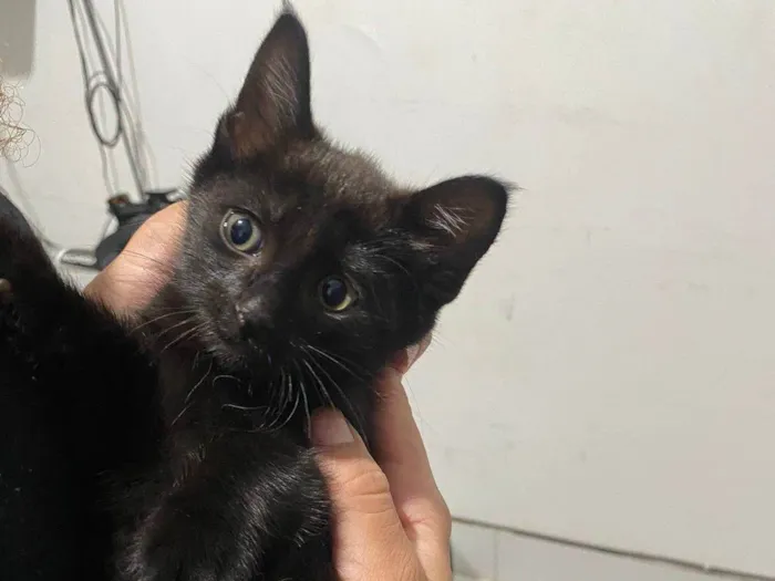 Gato ra a SRD-ViraLata idade Abaixo de 2 meses nome Sem nome 