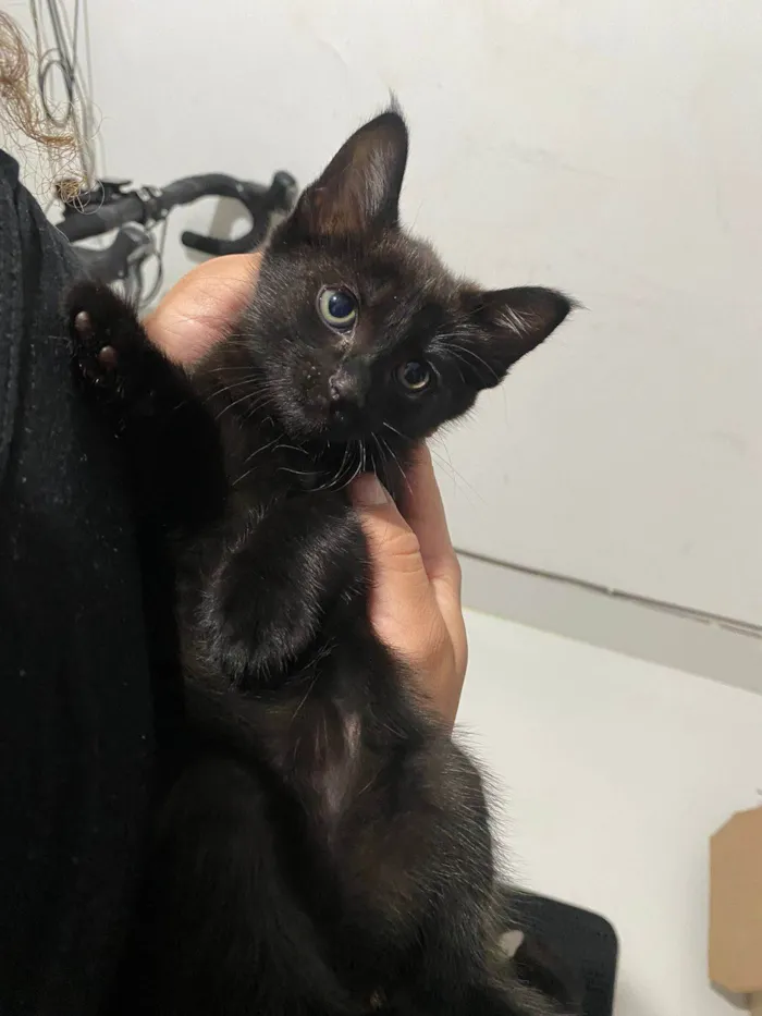 Gato ra a SRD-ViraLata idade Abaixo de 2 meses nome Sem nome 