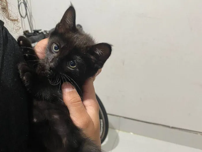 Gato ra a SRD-ViraLata idade Abaixo de 2 meses nome Sem nome 