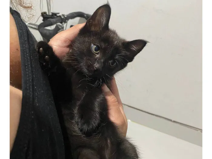 Gato ra a SRD-ViraLata idade Abaixo de 2 meses nome Sem nome 