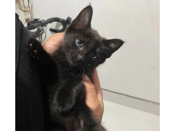 Gato ra a SRD-ViraLata idade Abaixo de 2 meses nome Sem nome 