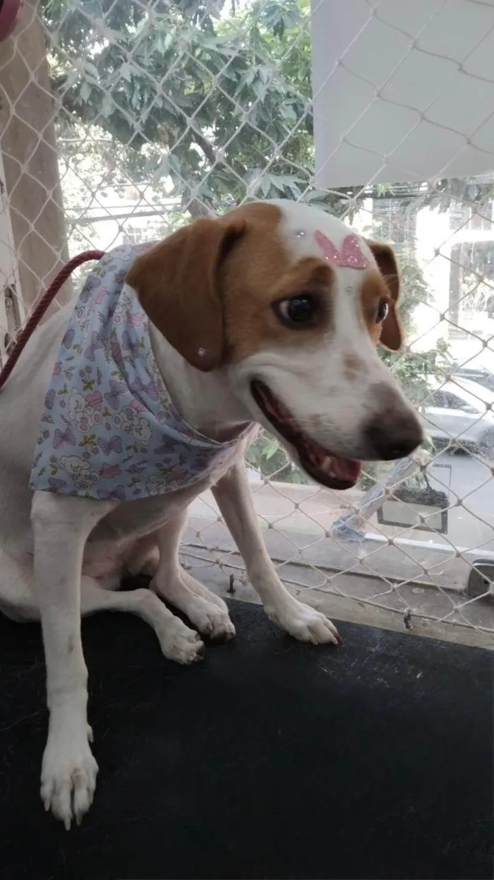 Cachorro ra a SRD-ViraLata idade 2 anos nome Janis