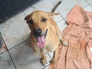 Cachorro raça SRD-ViraLata idade 7 a 11 meses nome Alvim