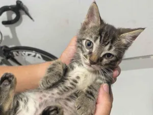 Gato raça SRD-ViraLata idade Abaixo de 2 meses nome Sem nome 