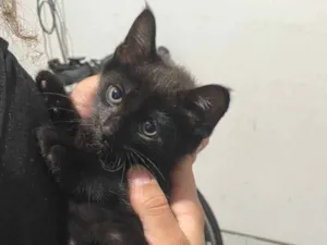 Gato raça SRD-ViraLata idade Abaixo de 2 meses nome Sem nome 