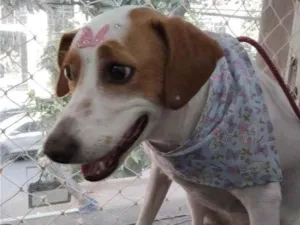 Cachorro raça SRD-ViraLata idade 2 anos nome Janis