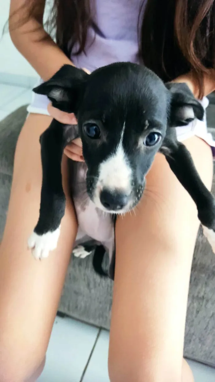Cachorro ra a SRD-ViraLata idade 2 a 6 meses nome ANA CRISTINA LEITAO DOS SANTOS