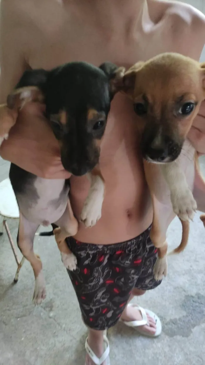 Cachorro ra a SRD-ViraLata idade 2 a 6 meses nome ANA CRISTINA LEITAO DOS SANTOS