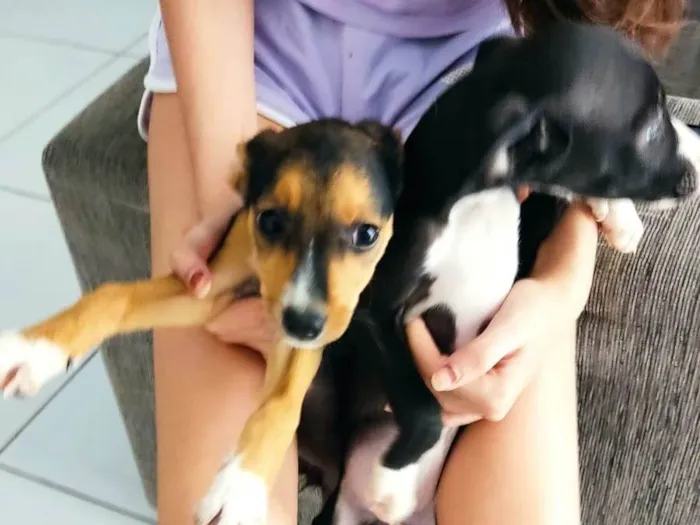 Cachorro ra a SRD-ViraLata idade 2 a 6 meses nome ANA CRISTINA LEITAO DOS SANTOS