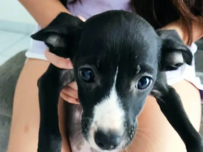 Cachorro ra a SRD-ViraLata idade 2 a 6 meses nome ANA CRISTINA LEITAO DOS SANTOS
