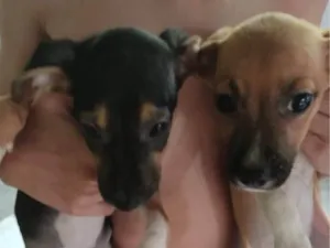 Cachorro raça SRD-ViraLata idade 2 a 6 meses nome ANA CRISTINA LEITAO DOS SANTOS