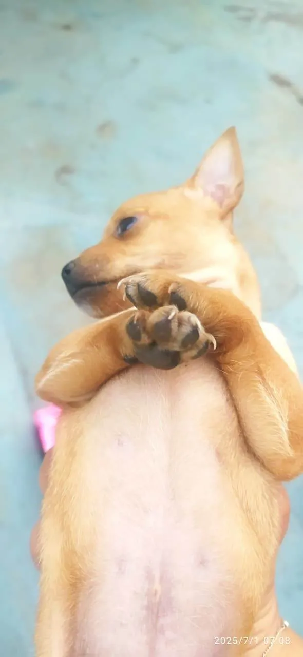 Cachorro ra a Pinscher idade Abaixo de 2 meses nome Elisangeala