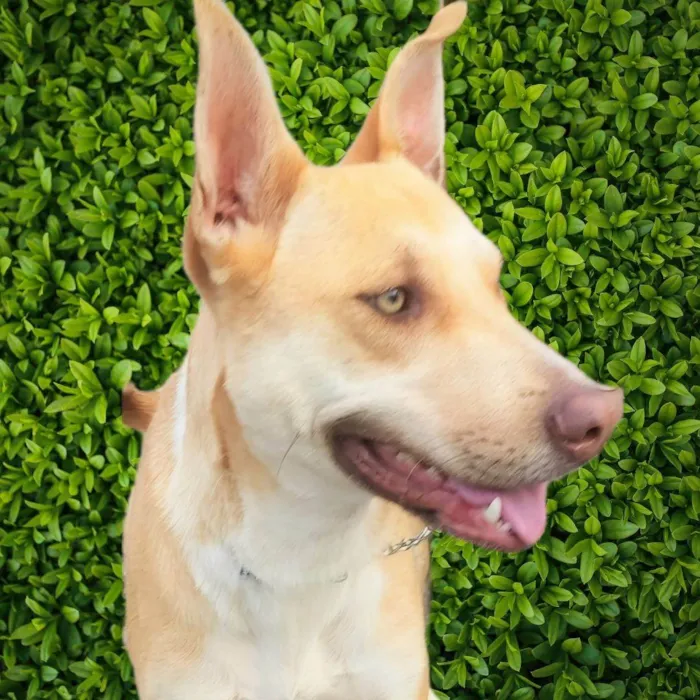 Cachorro ra a SRD-ViraLata idade 1 ano nome Dourado