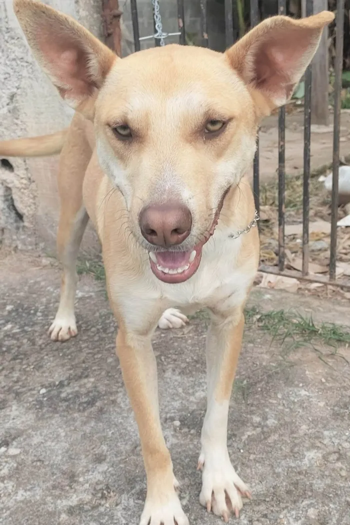 Cachorro ra a SRD-ViraLata idade 1 ano nome Dourado