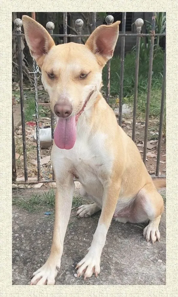 Cachorro ra a SRD-ViraLata idade 1 ano nome Dourado