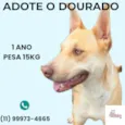 Dourado